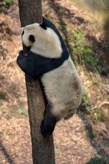 Panda Bear Climbing a tree in the forest of Bifengxia nature reserve, Ya'an, Sichuan Province China. Protected Species, Cute Young Male Fluffy Panda Stretching to climb to the top of a tree.