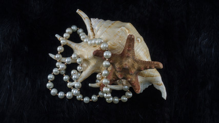 Seashells and starfish with white pearl necklace on fur background