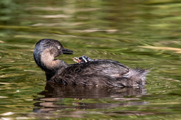 Dabchick New Zealand Grebe