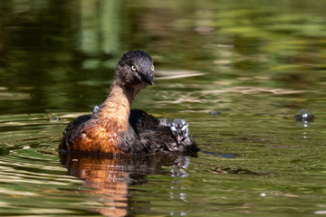 Dabchick New Zealand Grebe
