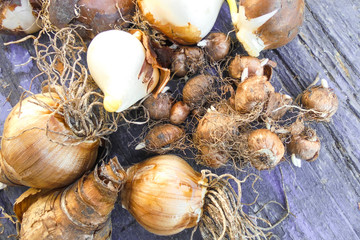 bulbs of tulips, daffodils and crocuses lie on a purple old wooden surface. view from above