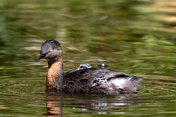 Dabchick New Zealand Grebe