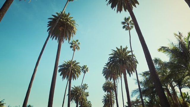 Beverly Hills street with palm trees. Sunny day. Los Angeles, California. United States.