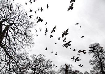 Flock of birds soaring in the spring cloudy sky in the park on a background of bare trees