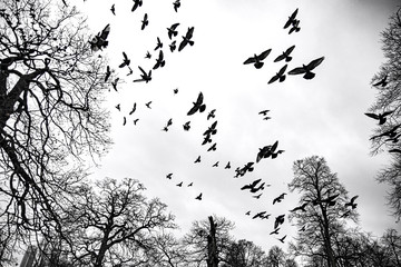 Flock of birds soaring in the spring cloudy sky in the park on a background of bare trees