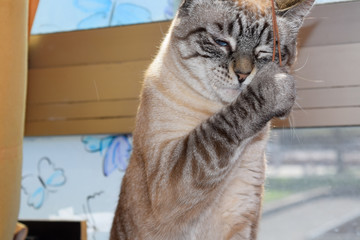cat in front of the wall