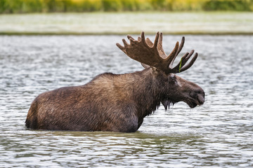 Shiras Moose in Colorado. Shiras are the smallest species of Moose in North America
