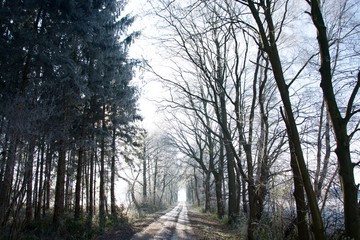 Snow covered forest in sunlight
