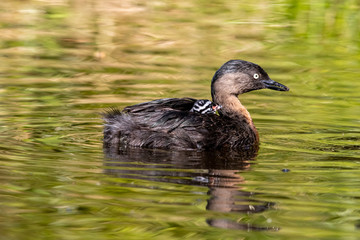 Dabchick New Zealand Grebe