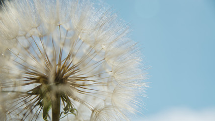 dandelion at sunset . Freedom to Wish. Dandelion silhouette fluffy flower on sunset sky