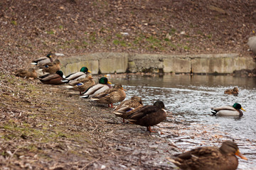 Obraz premium Many ducks sit in a row on the shore near the lake in cloudy weather. Beautiful birds. Brown and green-gray ducks in the city of Vinnitsa