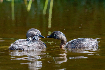Dabchick New Zealand Grebe