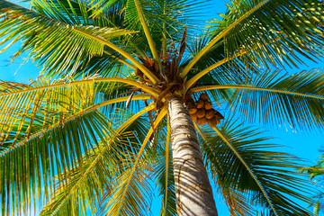 Obraz premium Coconut palm trees beautiful tropical background.