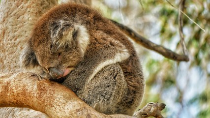 Koala bear sitting and sleeping in a tree in Western Australia, Australia