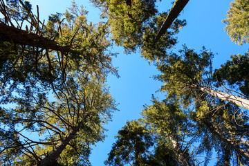 Obraz premium Giant trees in the forest in Sequoia National Park in California, USA