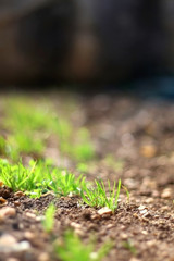 Grass growing in a garden. Close-up, selective focus.