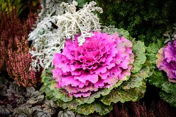 Flower in city at winter time