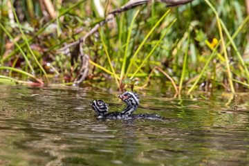 Dabchick New Zealand Grebe