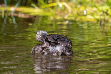 Dabchick New Zealand Grebe