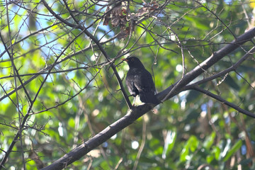 Merle sur une branche , vie dans la forêt .