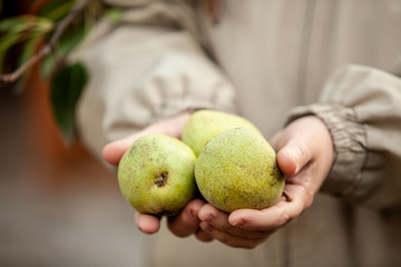 Three ripe pears in female hands. Close-up. Autumn harvest of pears.