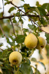 A branch of ripe pears on a tree in an orchard