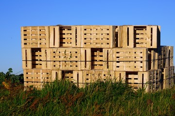 Wooden crates in a cabbage patch in Brittany, France