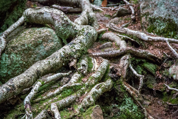 Twisted roots of a tree in the forest