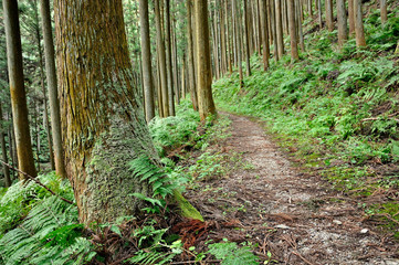 奥武蔵 杉林の登山道