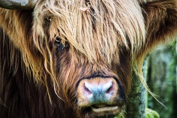 Scotland Wildlife photographer highland cow