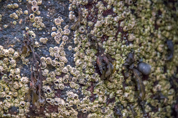 Barnacles on the side of a rock at the ocean