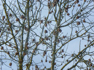 Tree and branches 