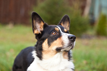 Dog breed Welsh Corgi Cardigan portrait on green grass