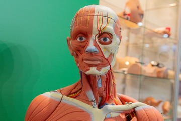 Human internal organs dummy, training dummy, detail of the uscular system. Healthcare concept