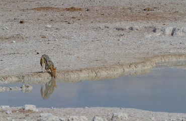 Schabrackenschakal (Canis mesomelas)