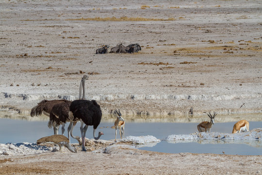 Afrikanische Strau&szlig;, Springbock und Riesentrappe am Wasserloch, Namibia