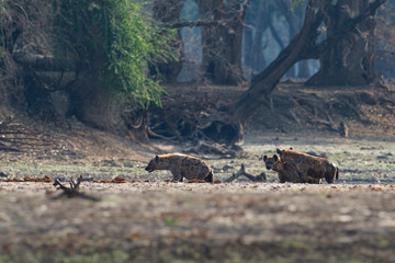 Spotted Hyena - Crocuta crocuta after meals walking in the park. Beautiful sunset in Mana Pools. Zimbabwe, looks like from the hell