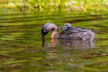 Dabchick New Zealand Grebe