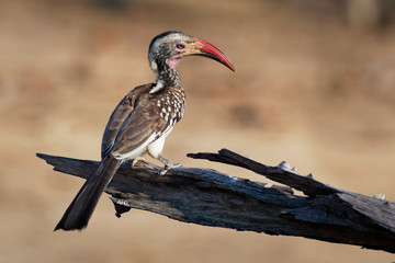 Southern Red-billed Hornbill - Tockus erythrorhynchus rufirostris  family Bucerotidae, which is native to the savannas and dryer bushlands of southern Africa