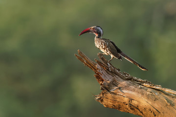 Southern Red-billed Hornbill - Tockus erythrorhynchus rufirostris  family Bucerotidae, which is native to the savannas and dryer bushlands of southern Africa