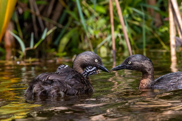 Dabchick New Zealand Grebe