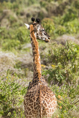 Giraffa africana