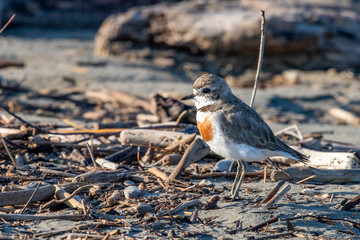 Double-banded Dotterel in Australasia