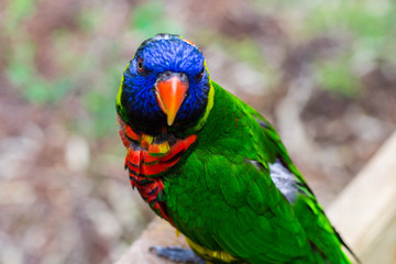 Colorful parrot