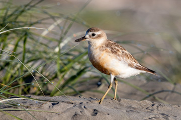 Red-breasted Endemic New Zealand Dotterel