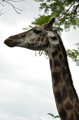 Girafa lateral
