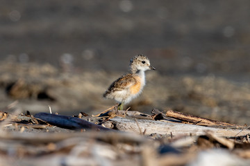 Red-breasted Endemic New Zealand Dotterel