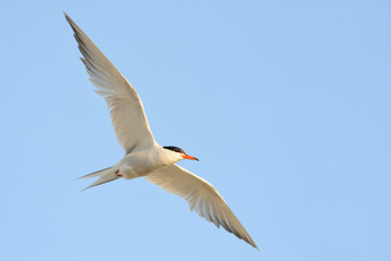 Flussseeschwalbe Sterna hirundo