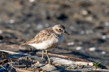 Red-breasted Endemic New Zealand Dotterel