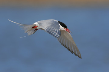 Flussseeschwalbe Sterna hirundo